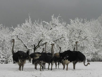 Eberle - DieStraussenfarm.ch - Aachen 568 - 9402 Mörschwil / Strausse im Winter