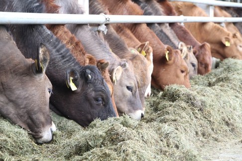 Eberle - DieStraussenfarm.ch - Aachen 568 - 9402 Mörschwil / Rinder