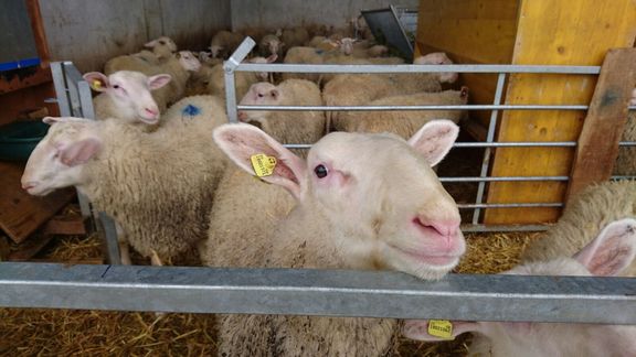 Eberle - DieStraussenfarm.ch - Aachen 568 - 9402 Mörschwil / Lämmer